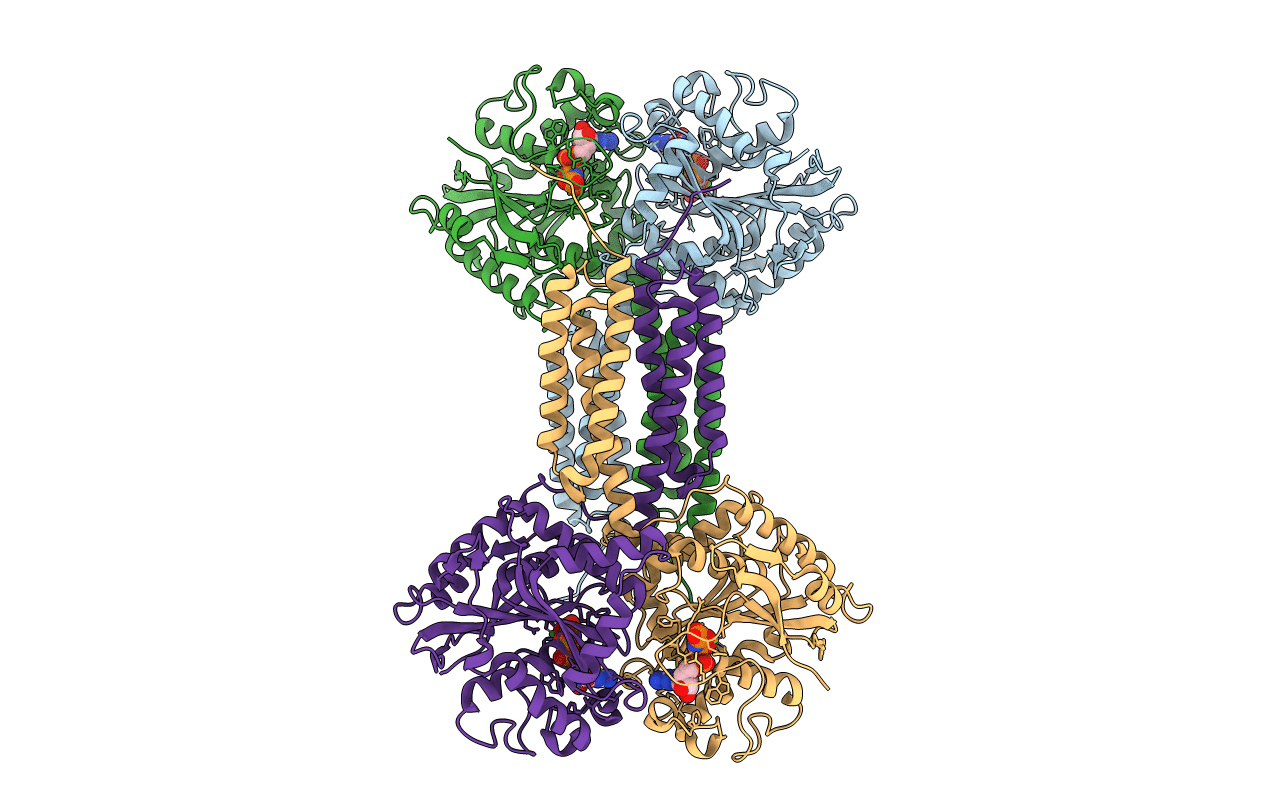 4IDP image