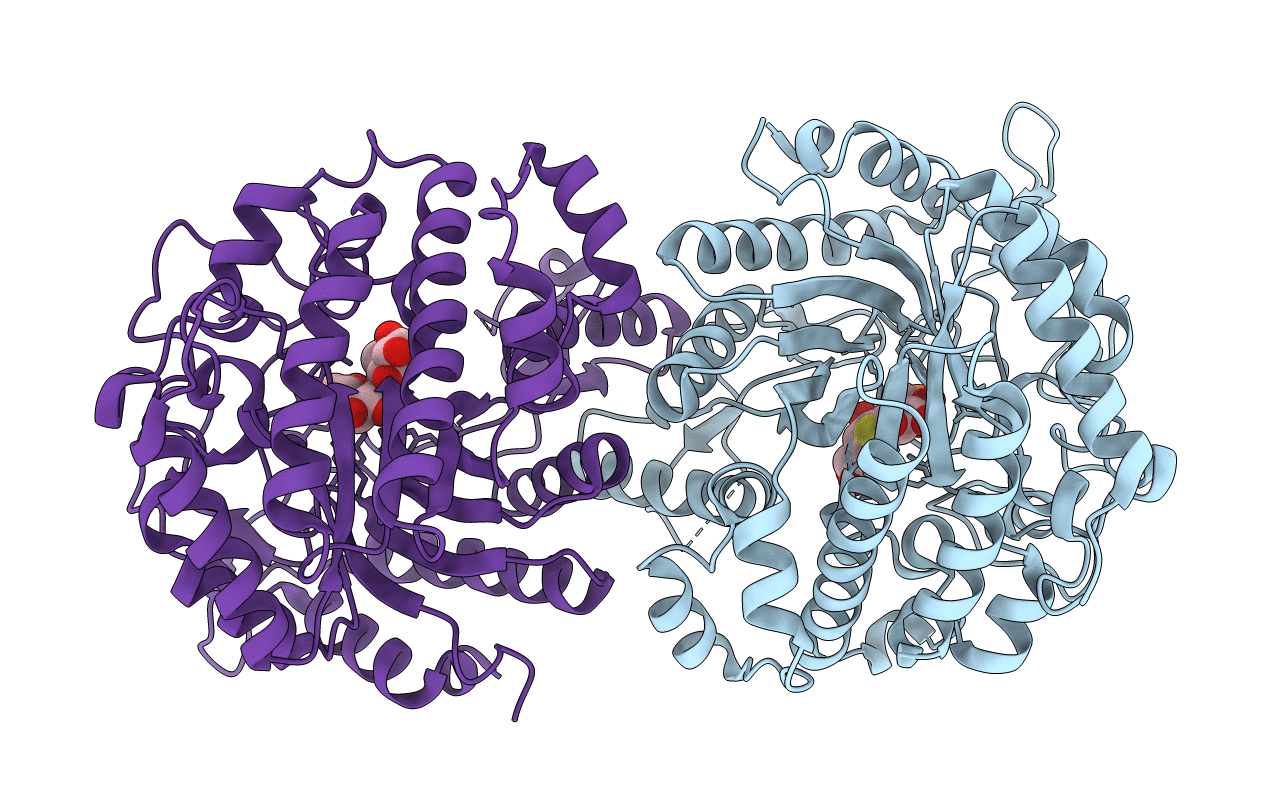 4IPN image
