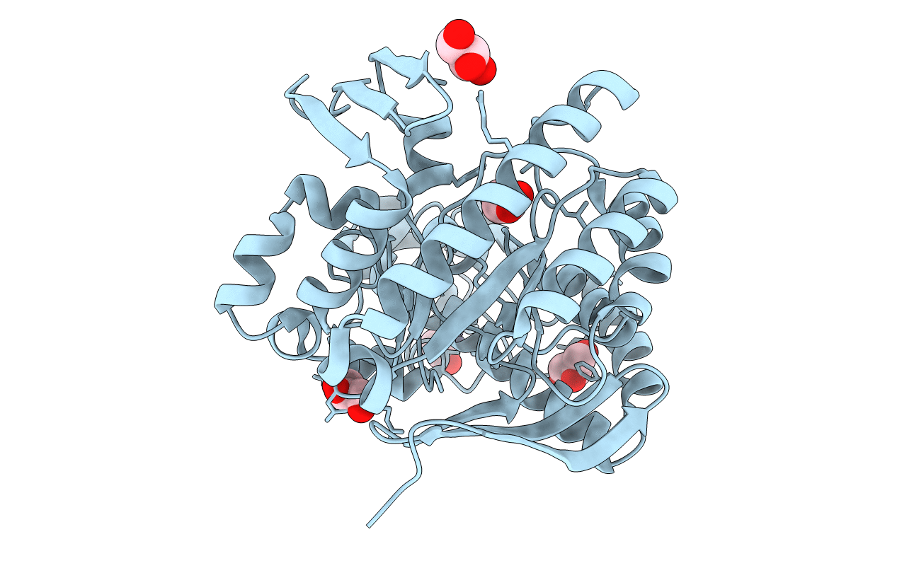 4IPP image