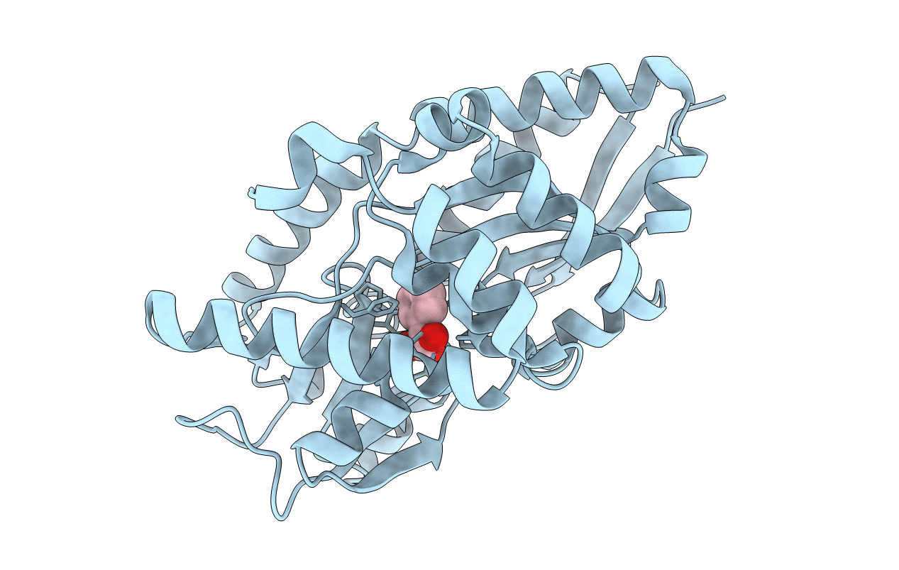 4MNI image