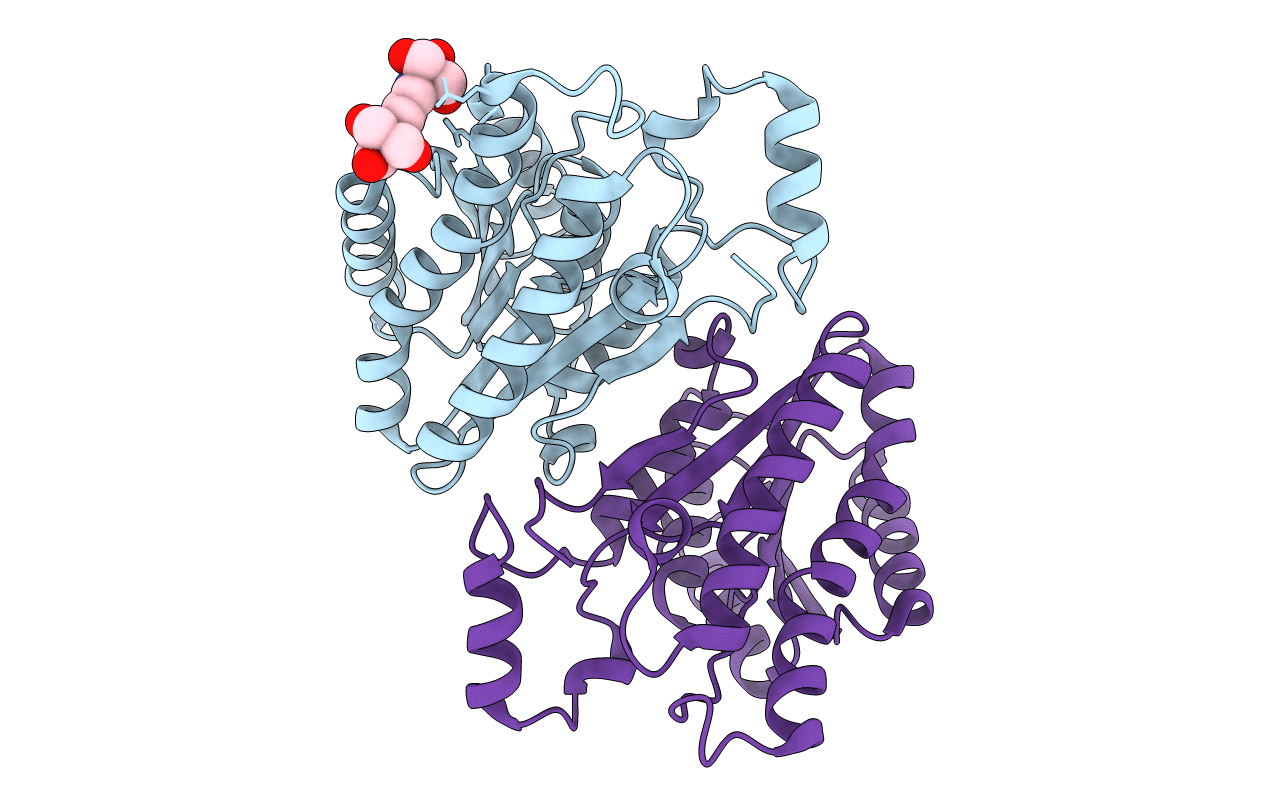 4NBV image