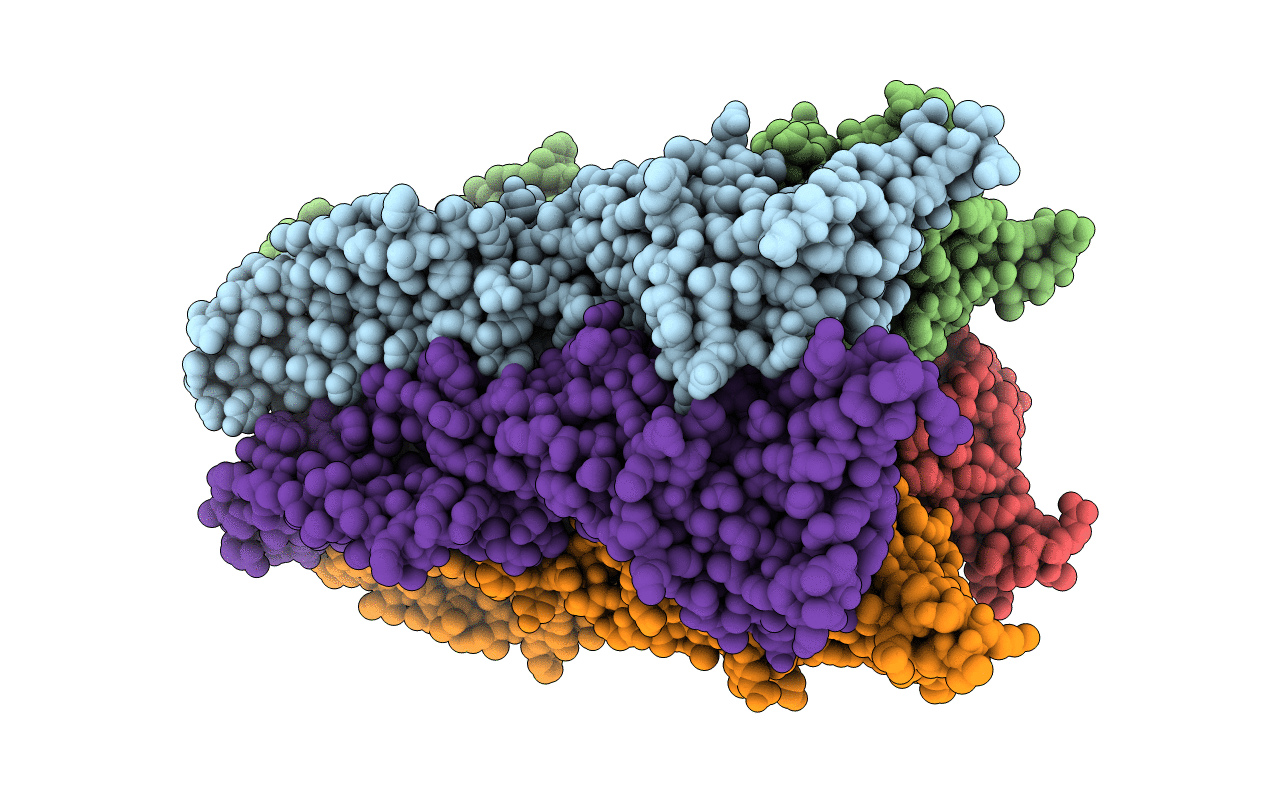 4NPP image