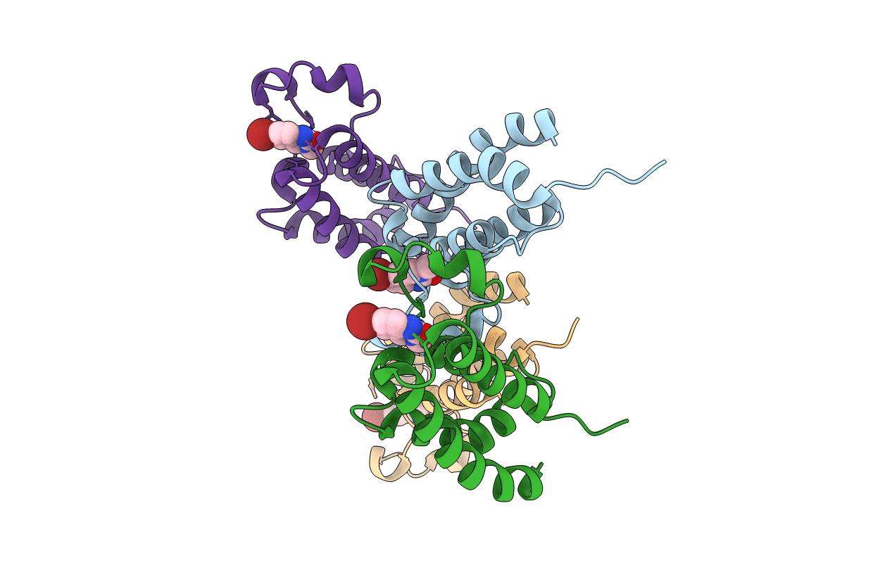 4NYV image