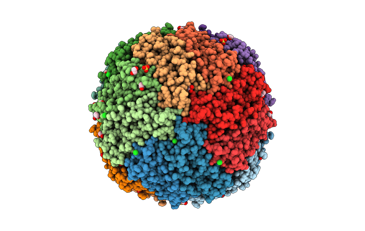 4P18 image
