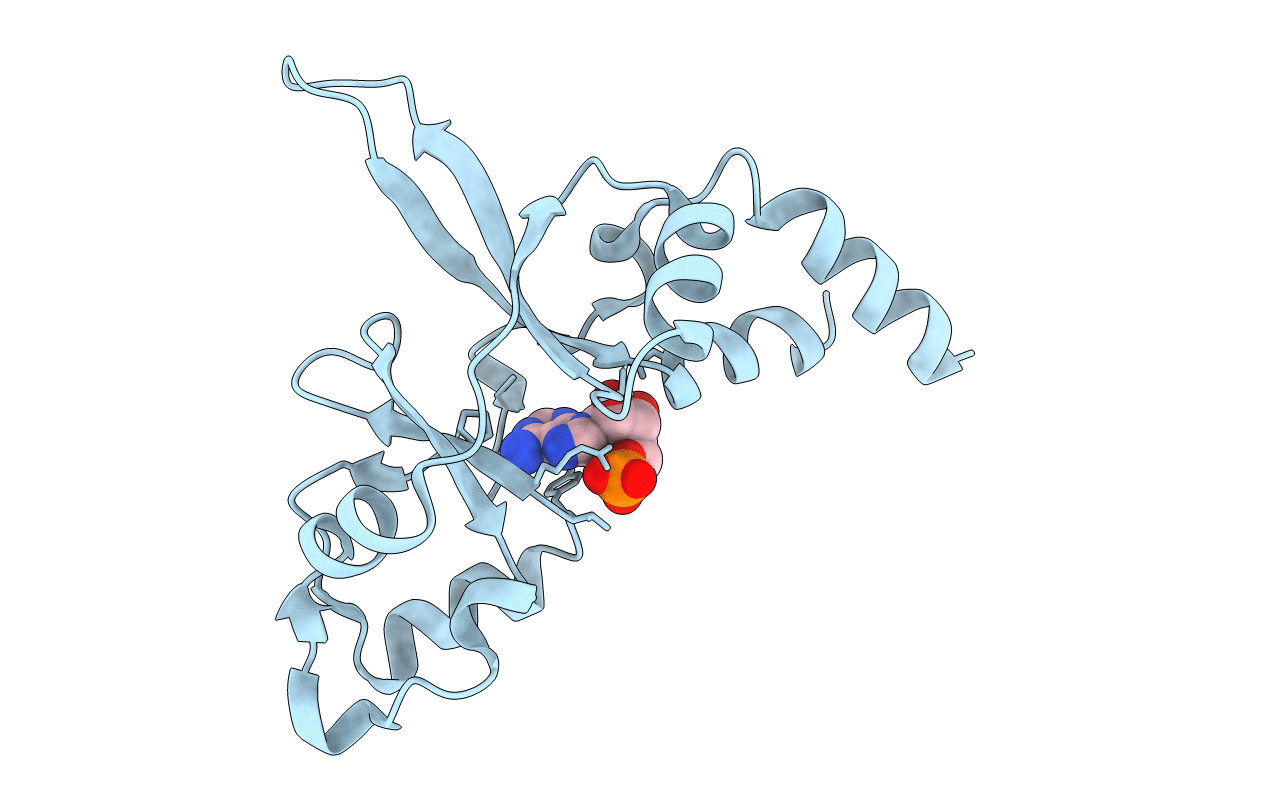 4P1G image