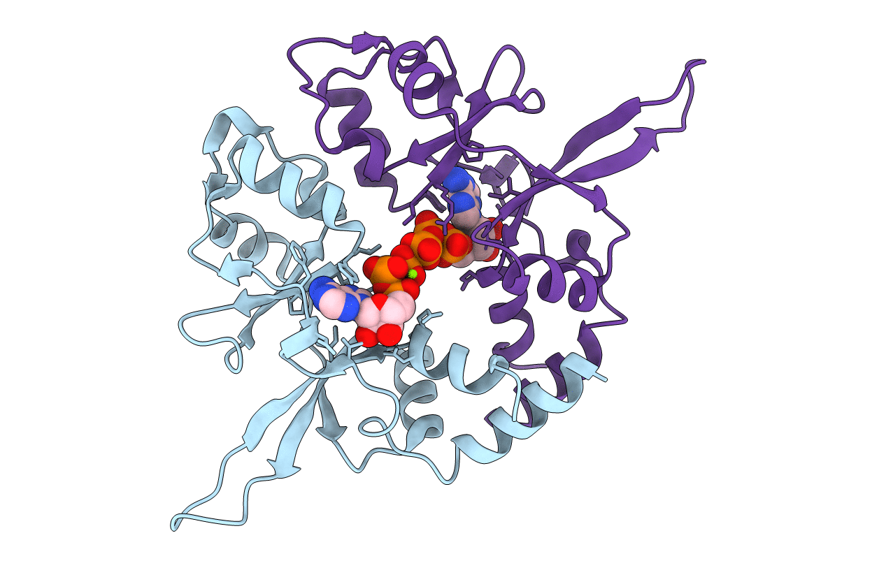 4P1O image