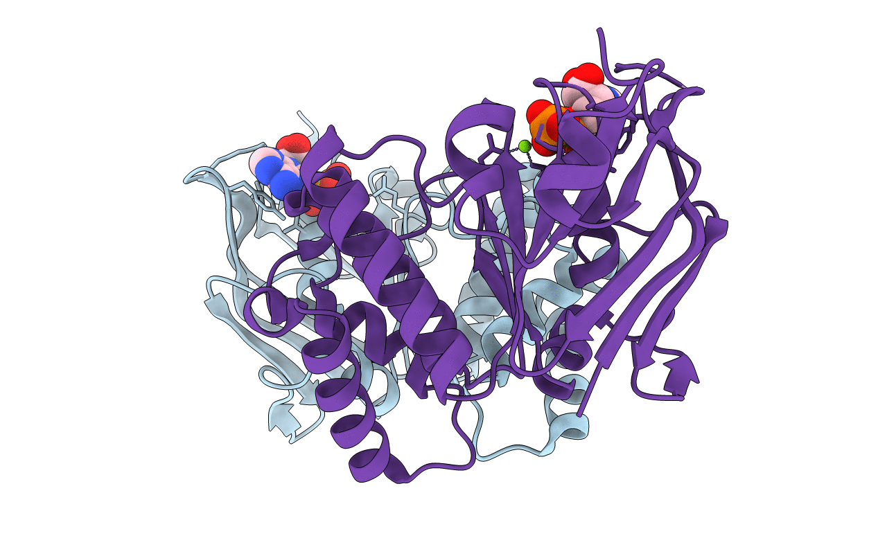 4P31 image