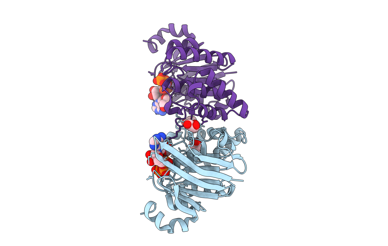 4P33 image