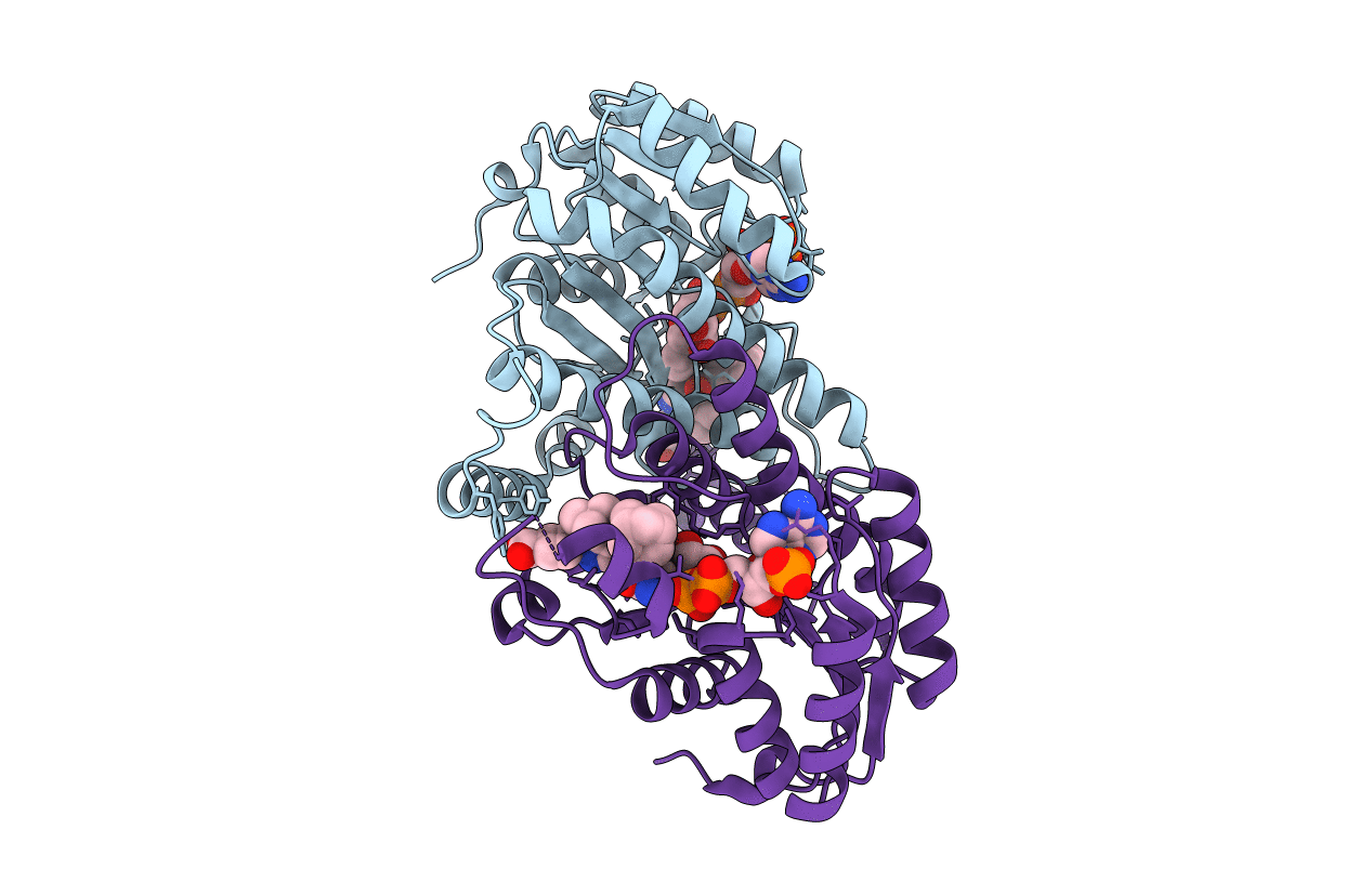 4P38 image
