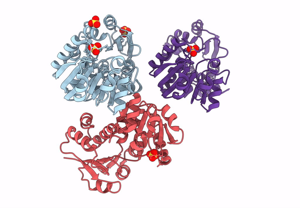 4P4N image