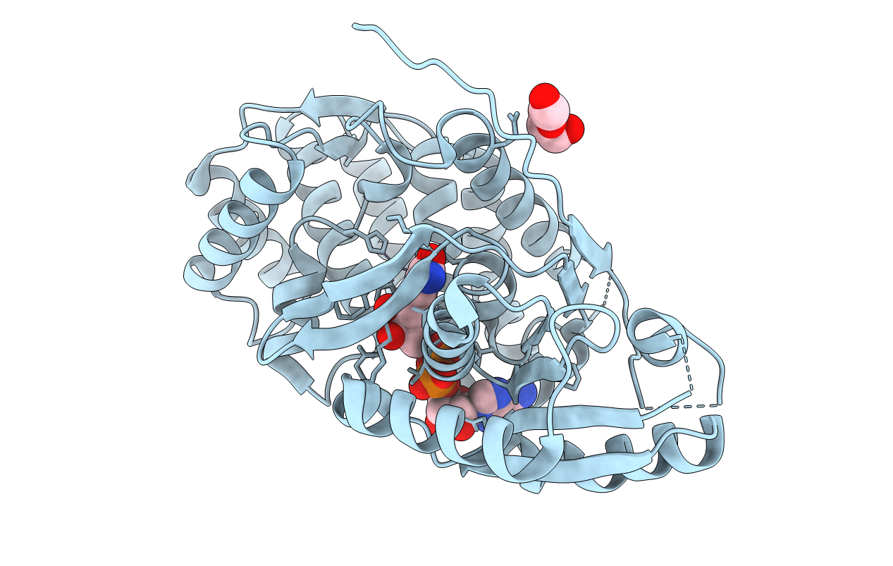 4P53 image