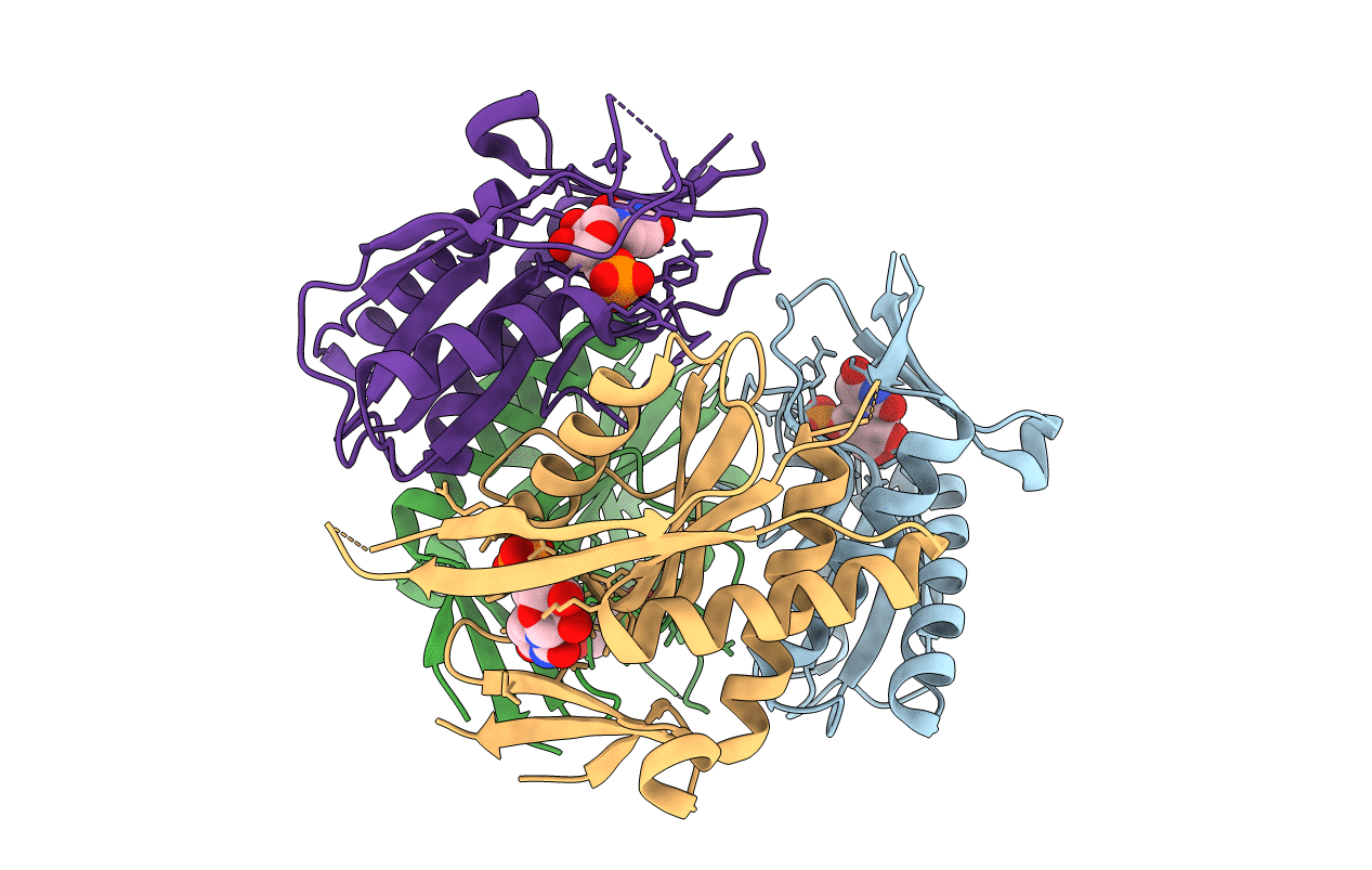 4p83 image