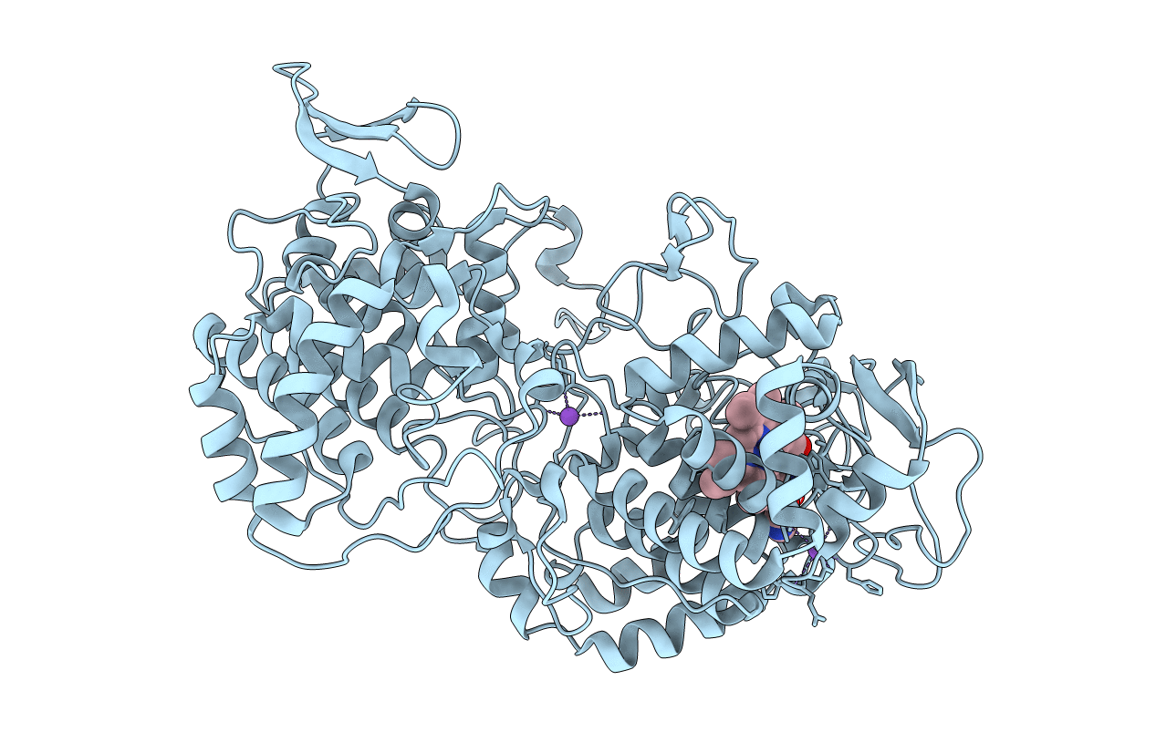 4PAE image