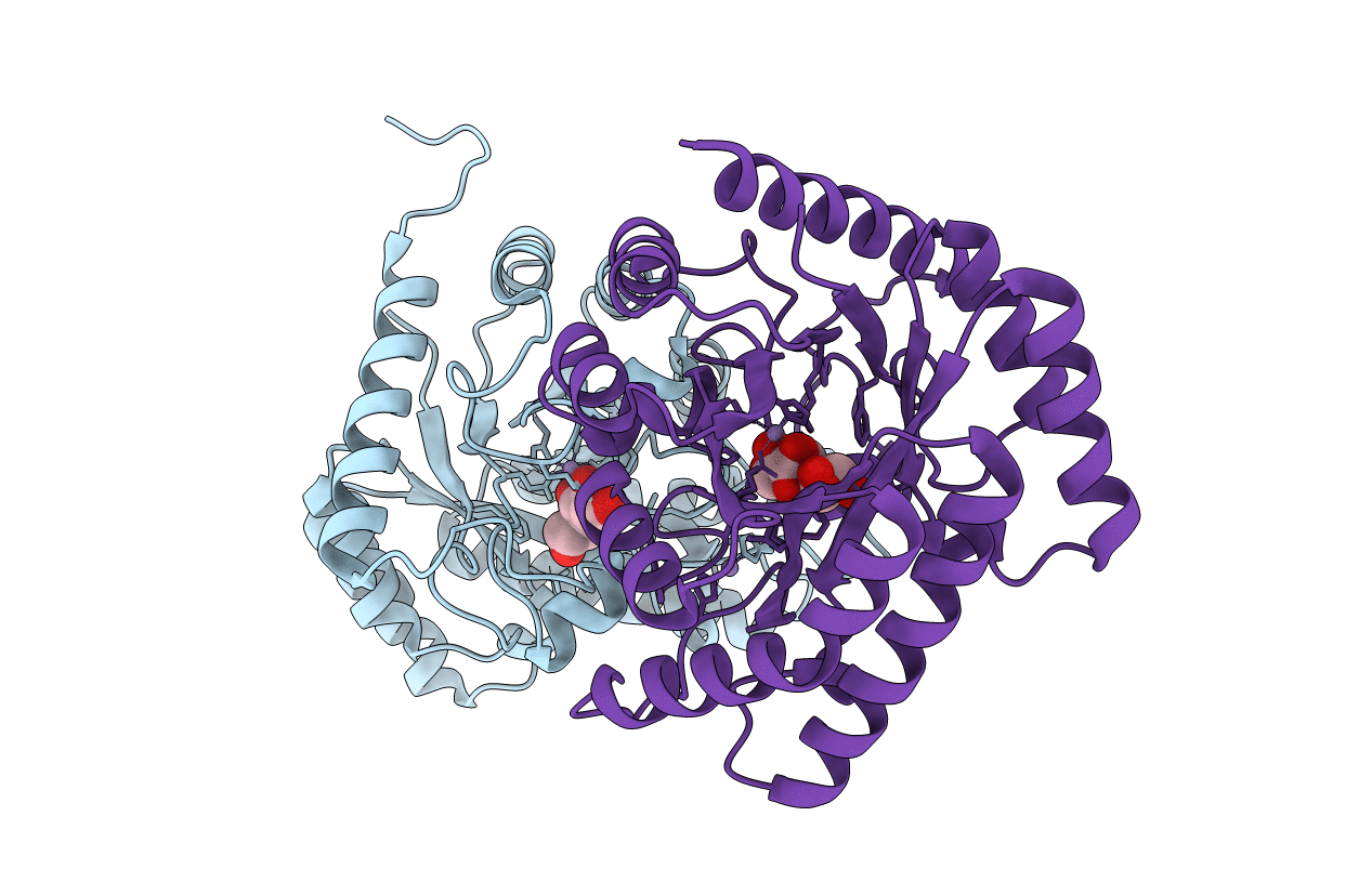 4PFH image