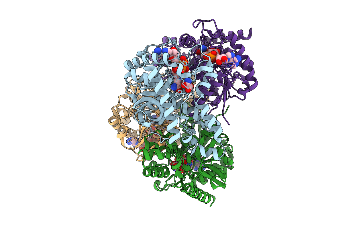 4PLT image