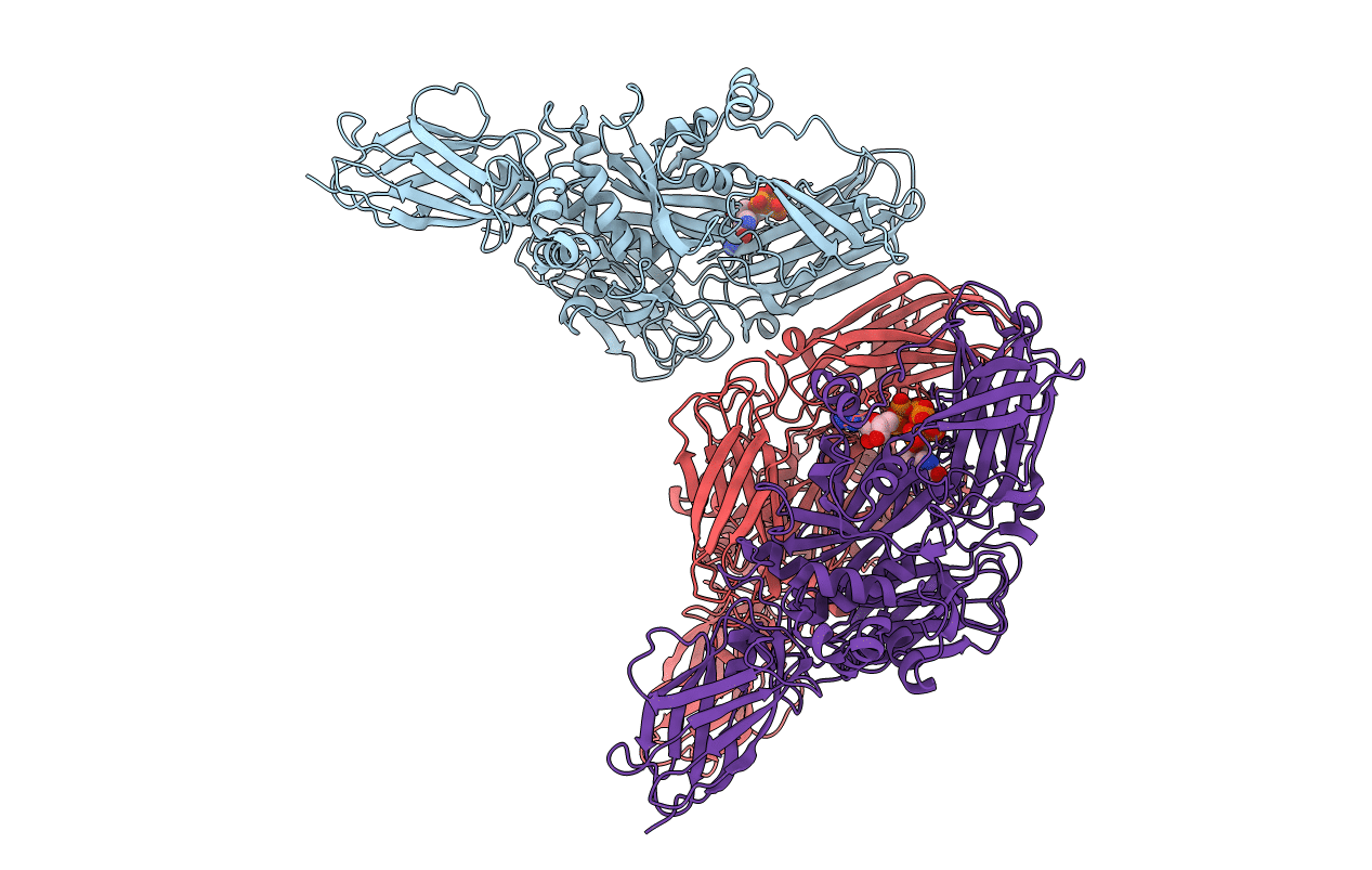 4PYG image