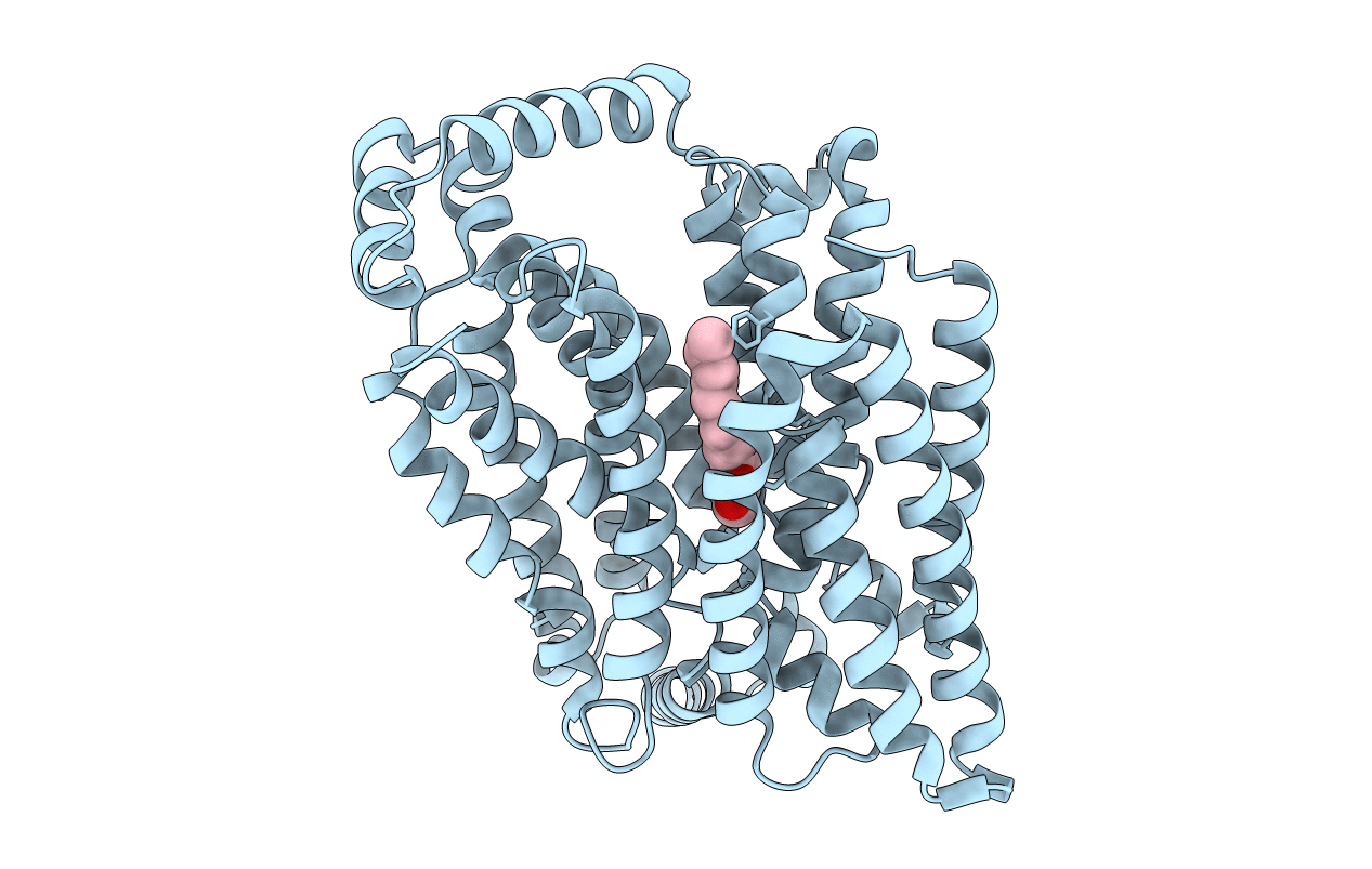 4PYP image