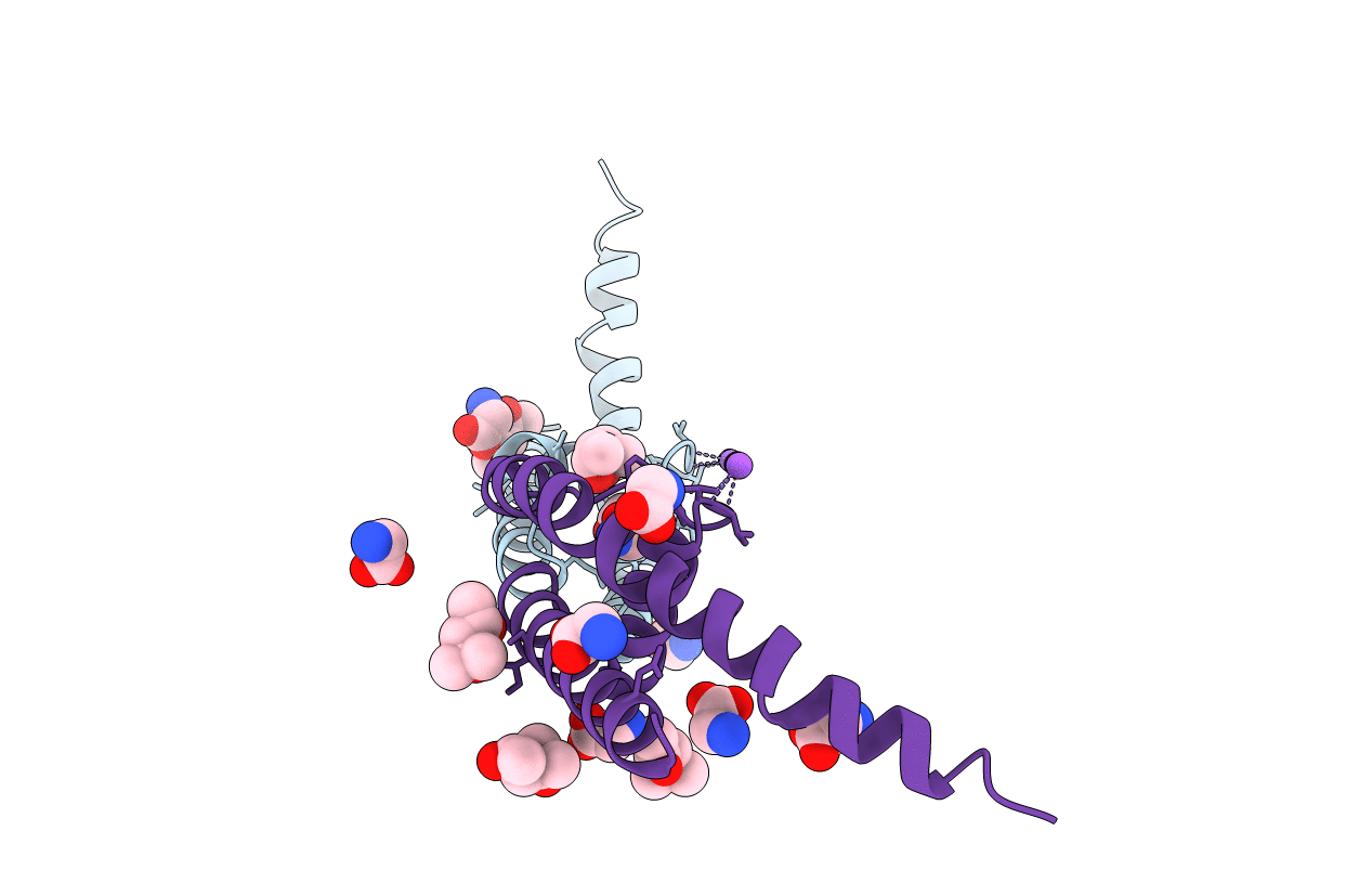 4RAI image