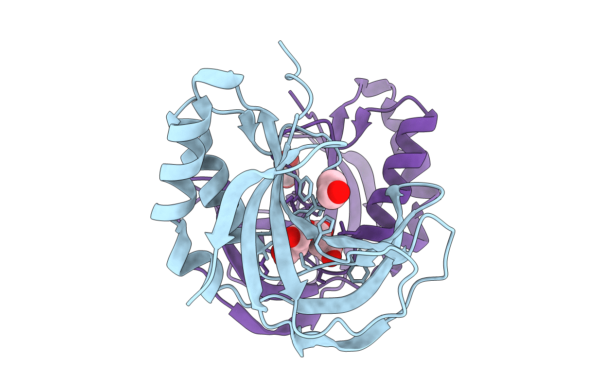 4RPT image