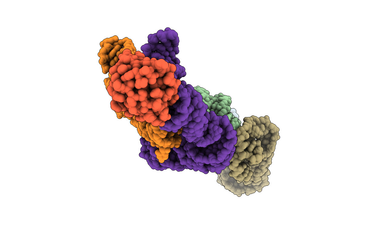 4TZP image