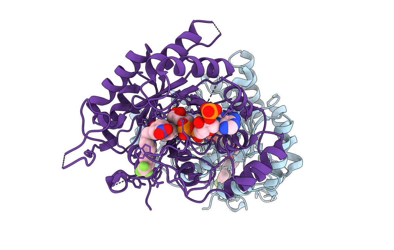 4XVD image