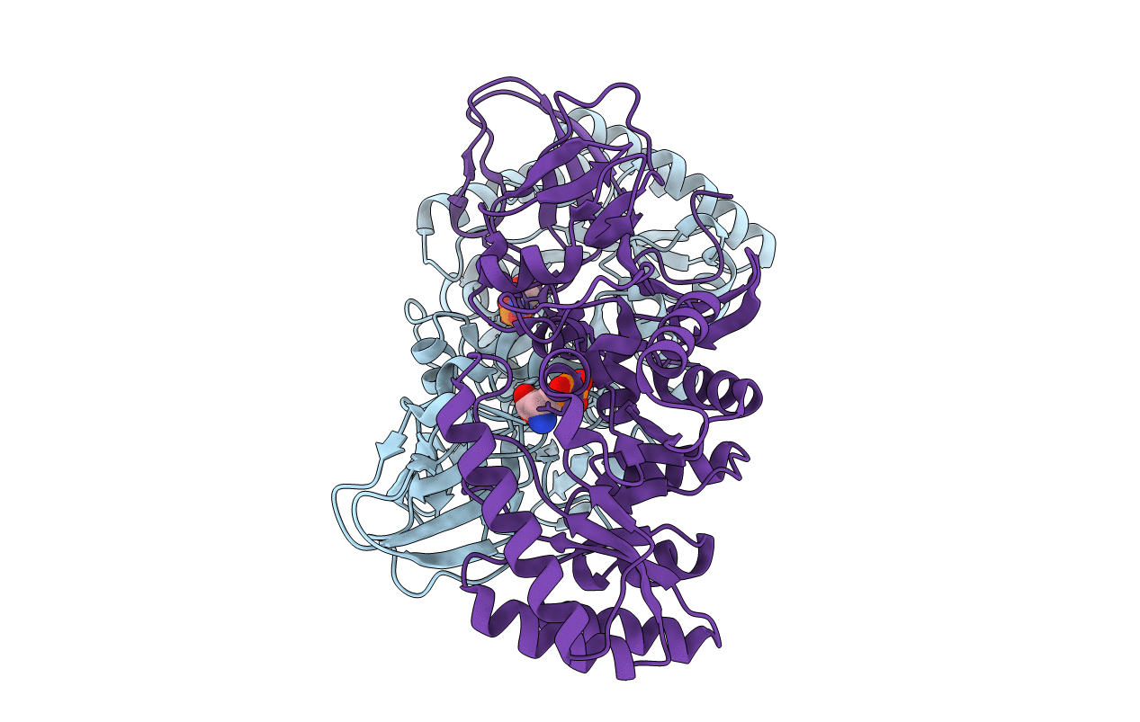 4Y2W image