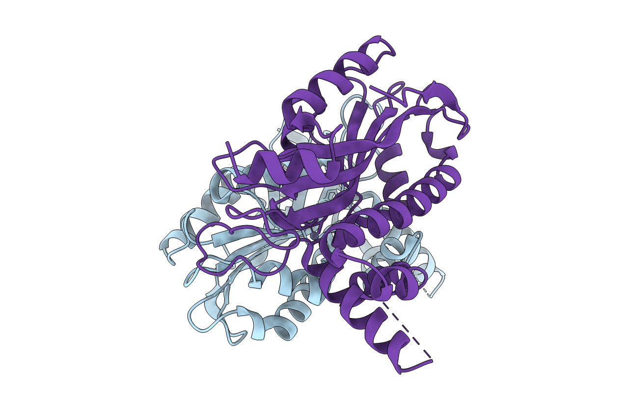 5B5Z image