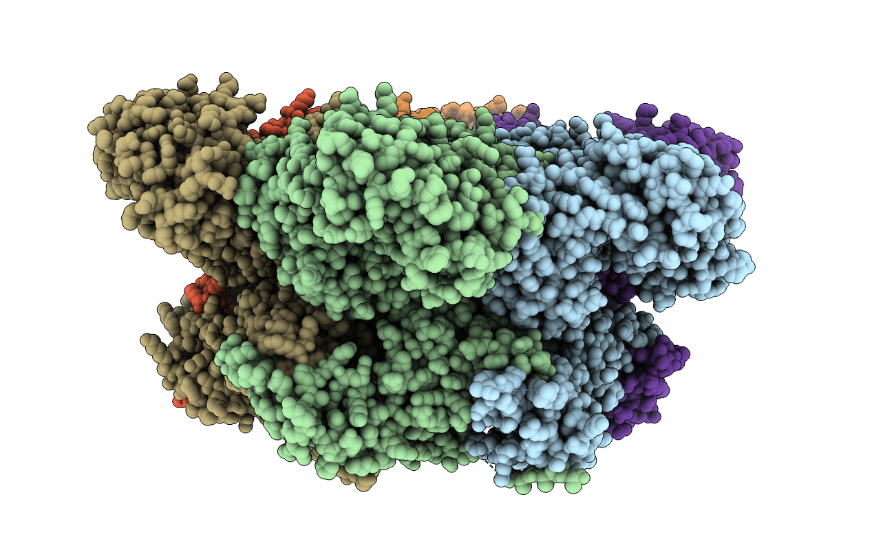 5C19 image