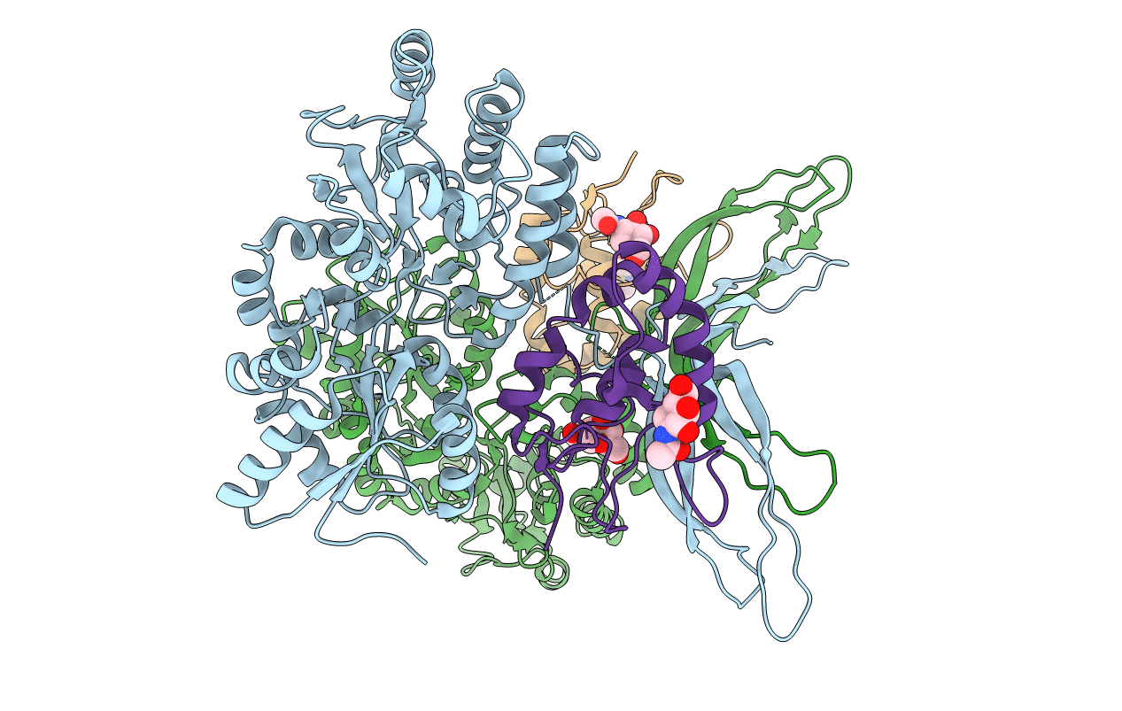 5CL1 image
