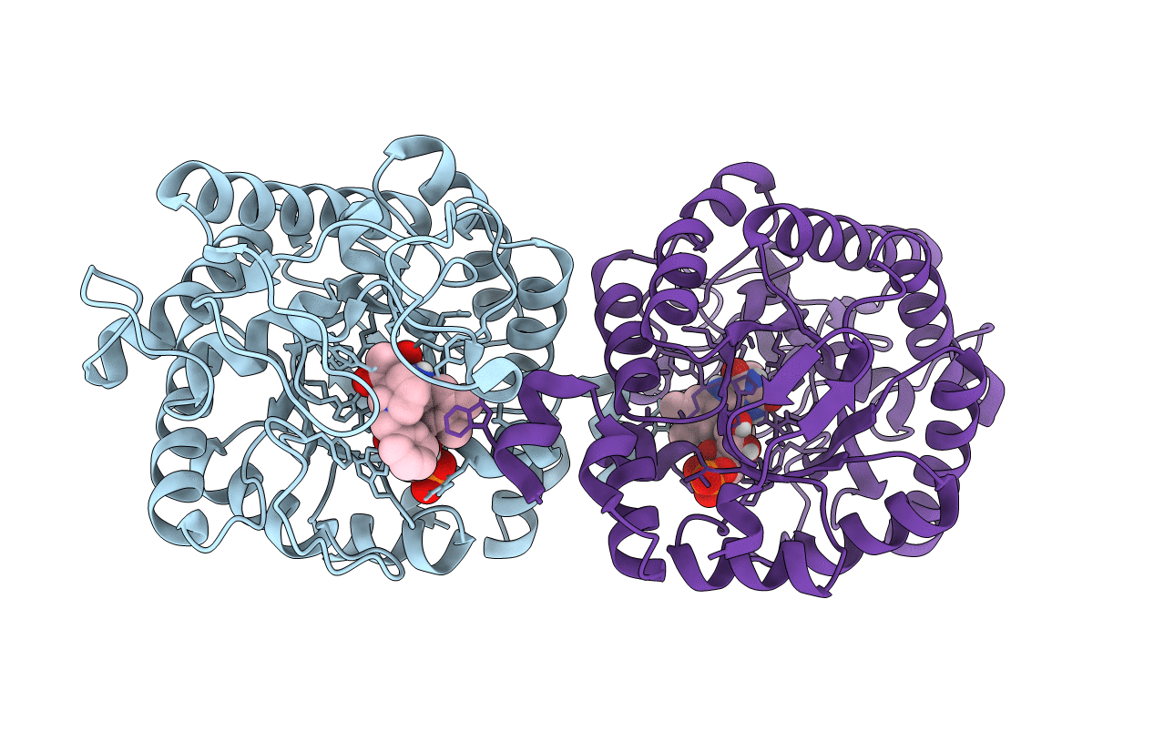 5CPN image