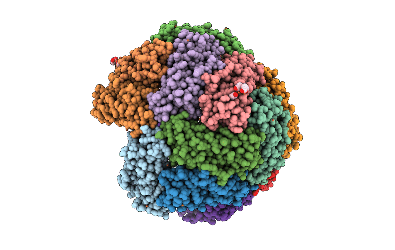 5D8P image