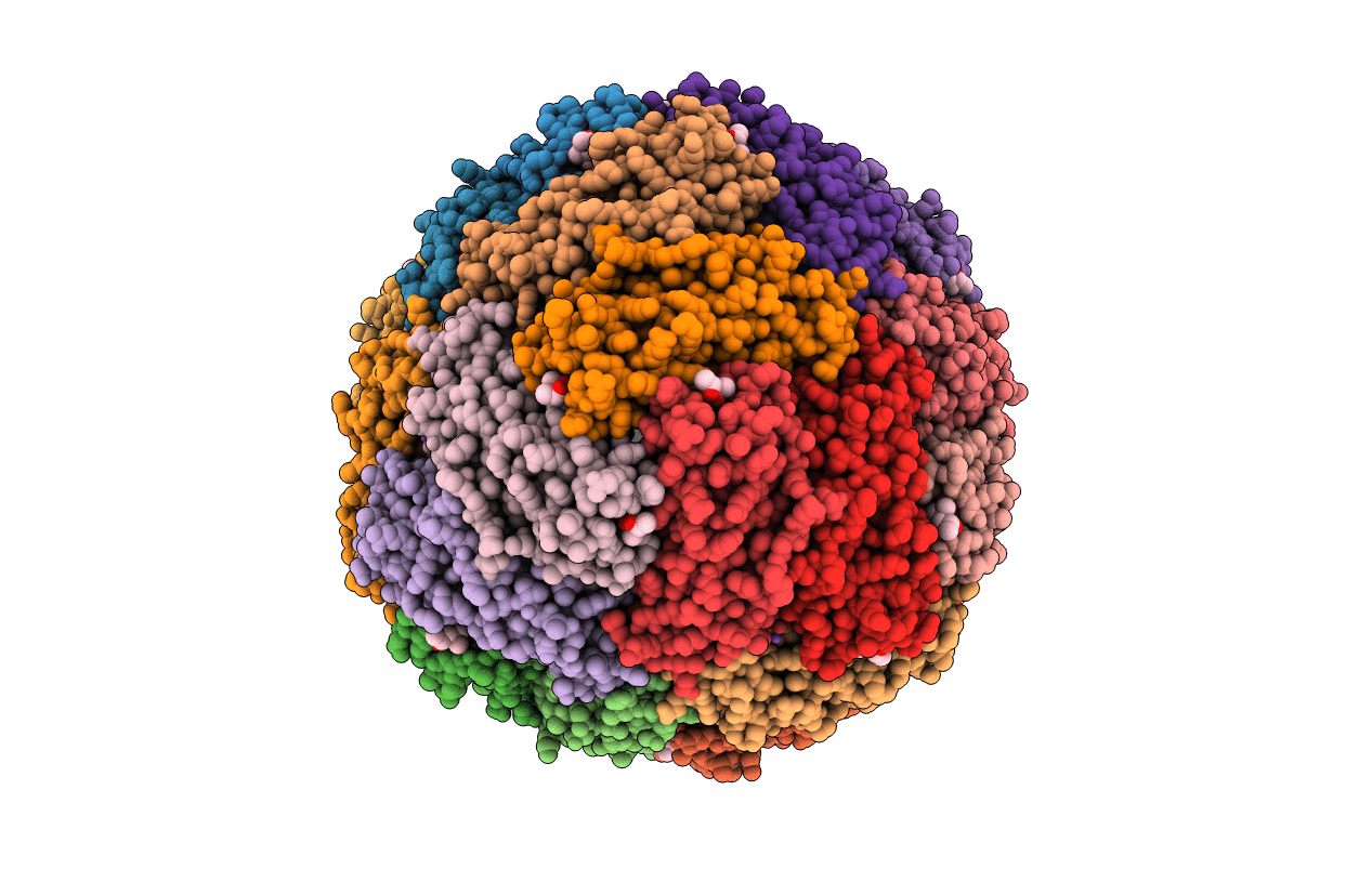 5D8X image