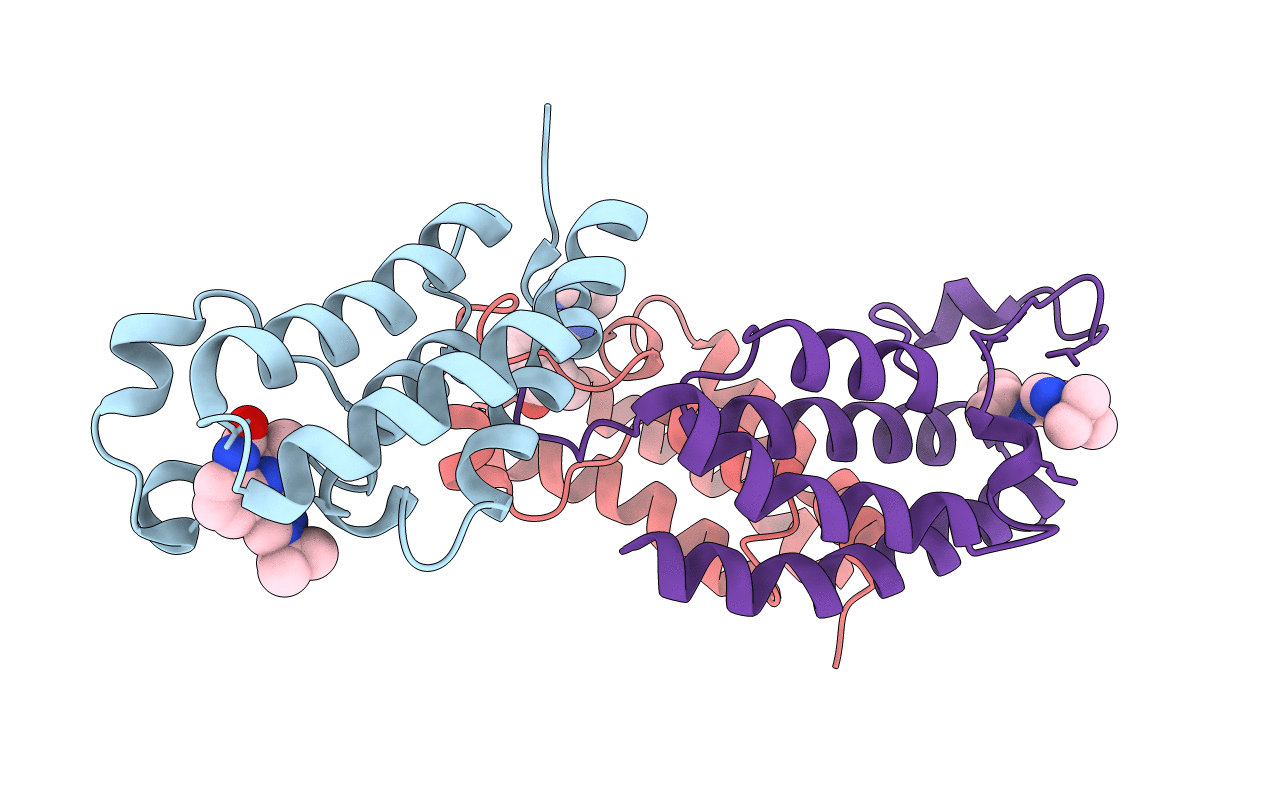5DBM image