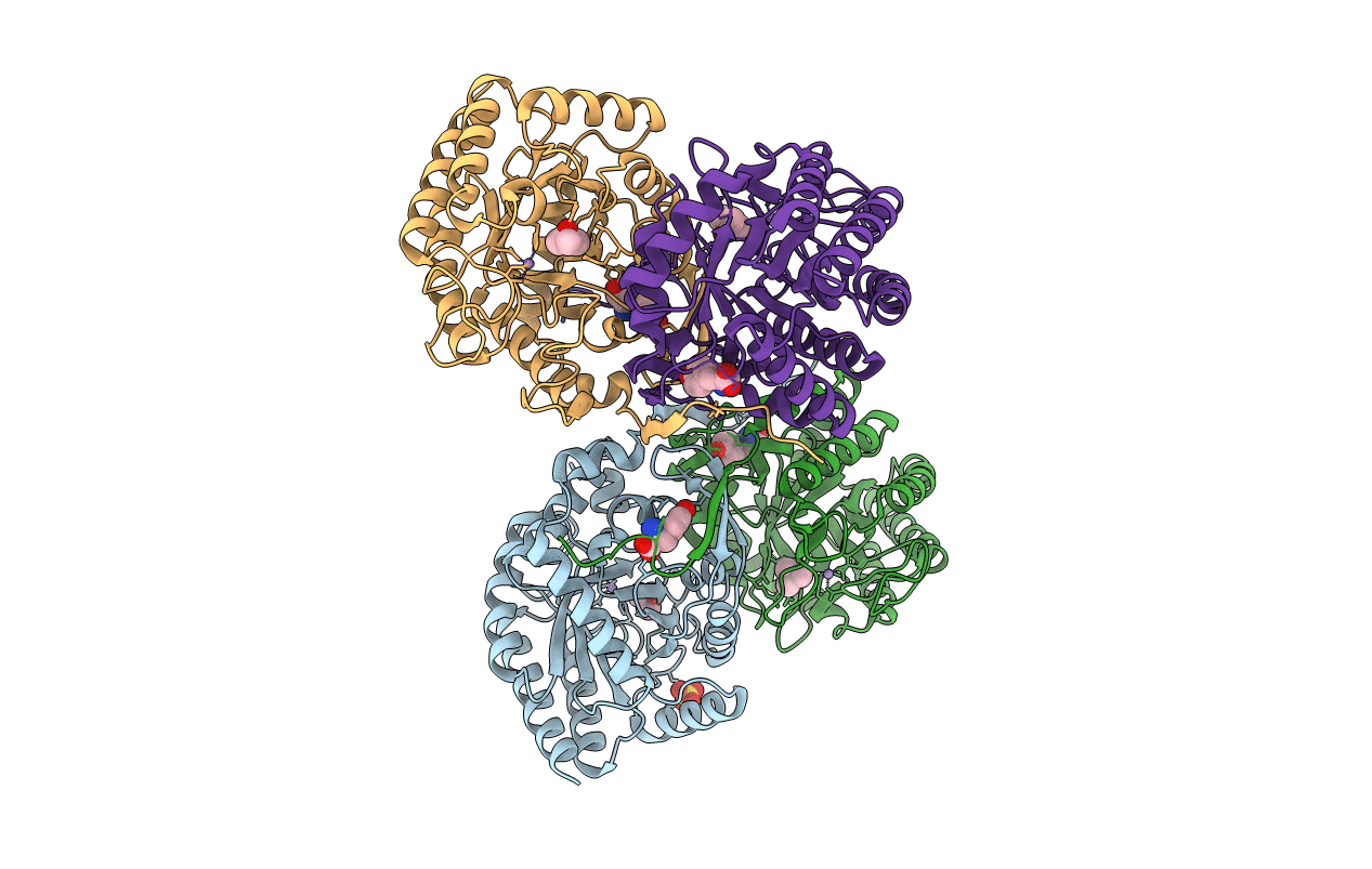 5DCD image