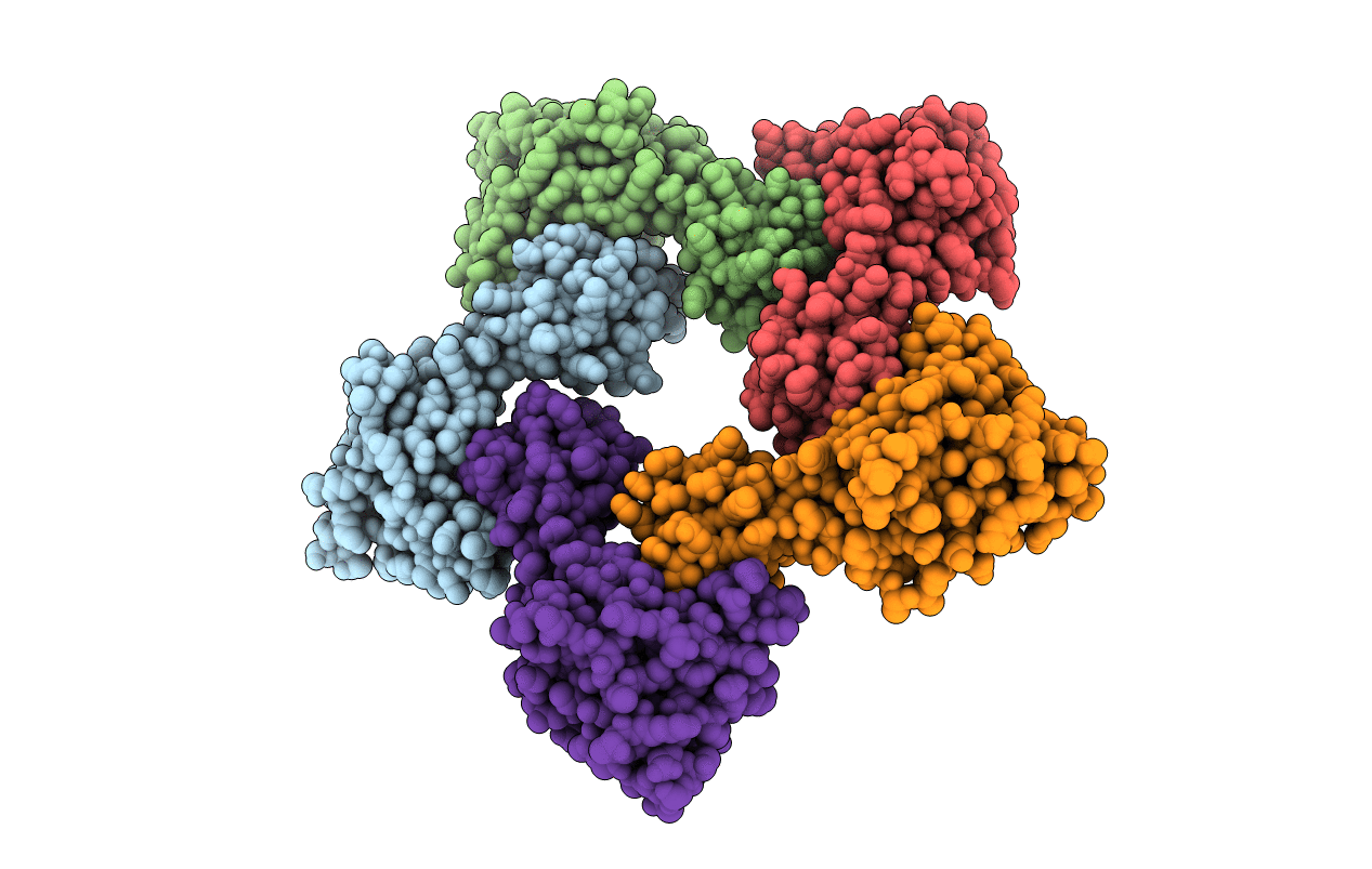 5H5T image