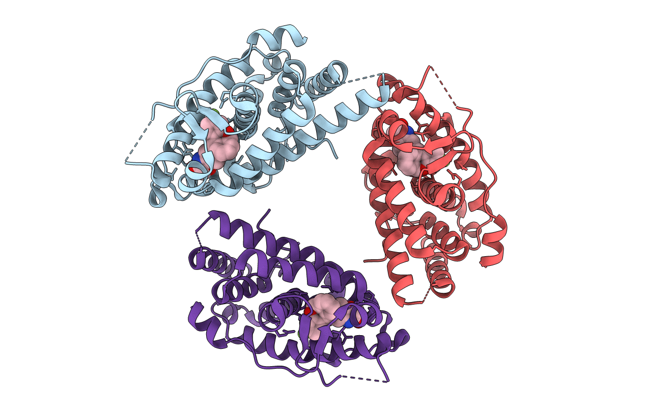 5HCV image