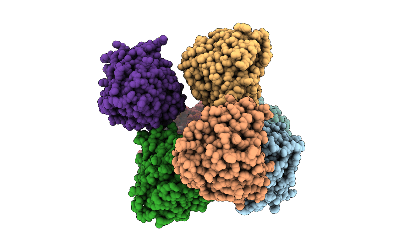 5HDP image