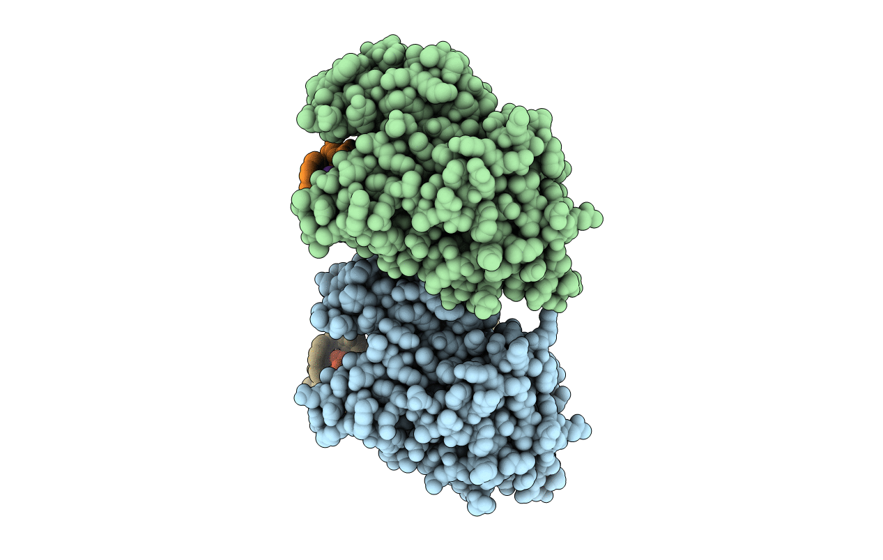 5HLT image