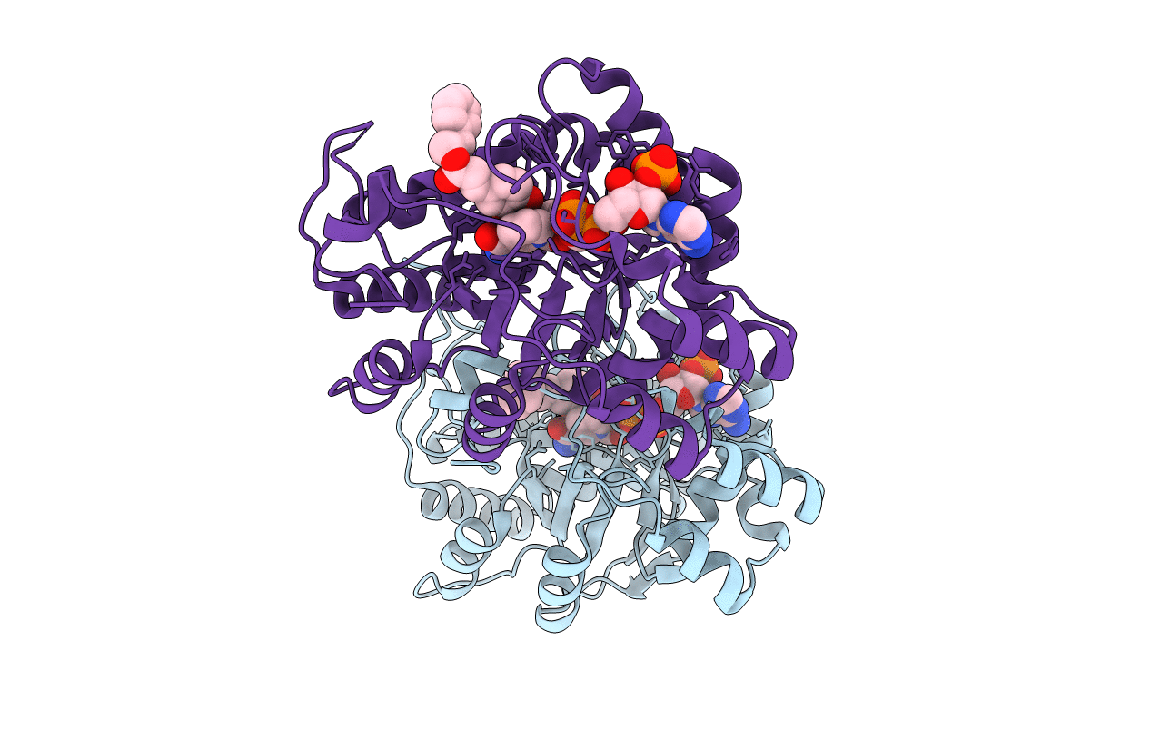 5HNT image