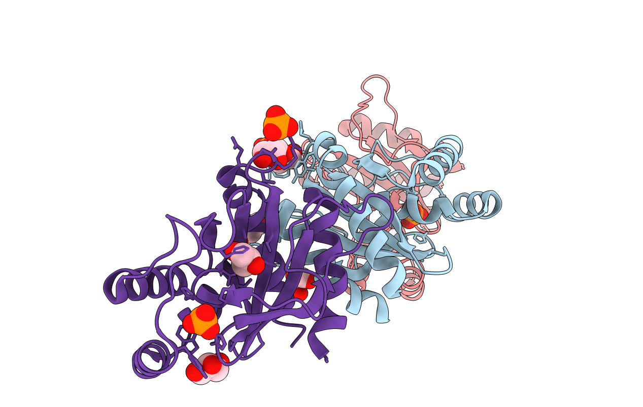 5HPF image