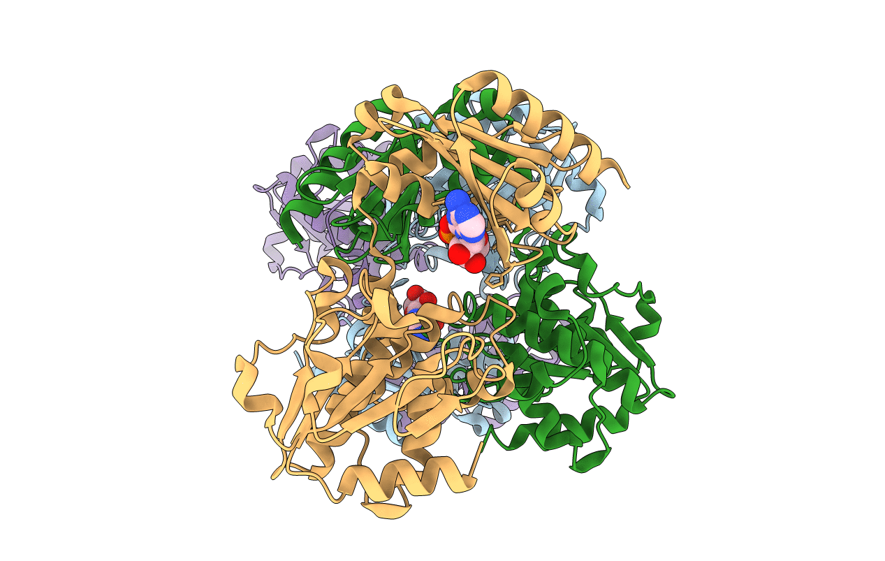 5IPP image