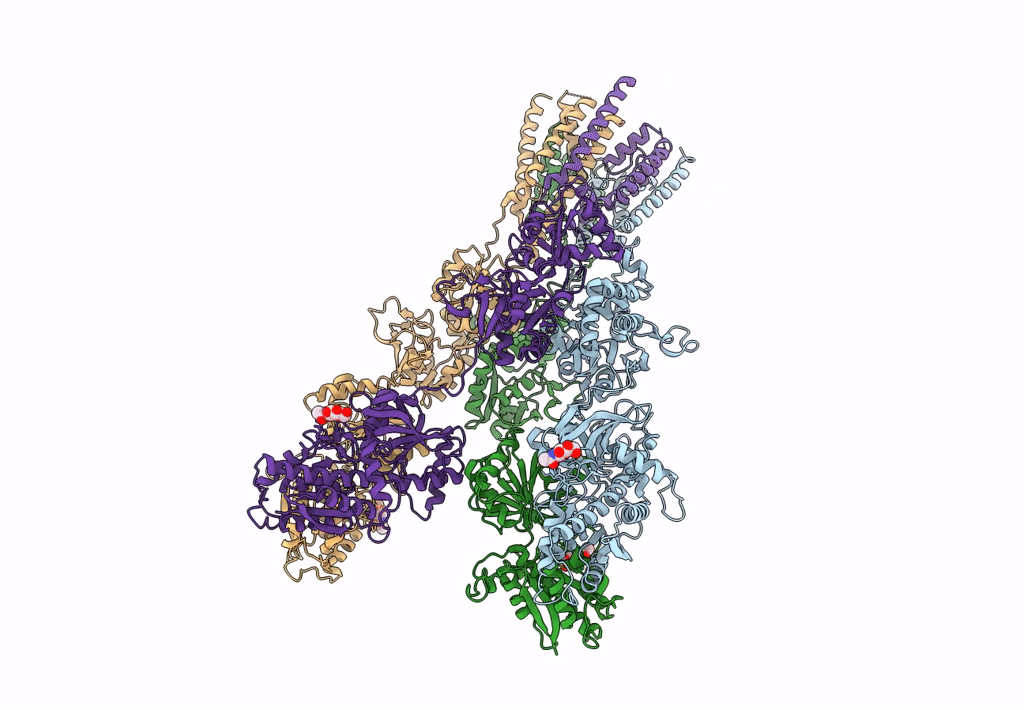 5L1B image