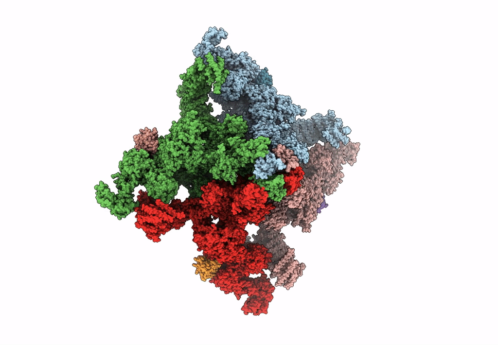 5L1D image