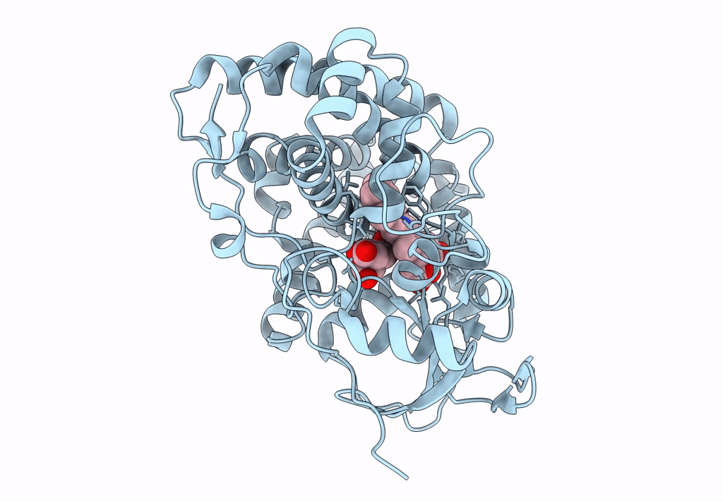5L1R image