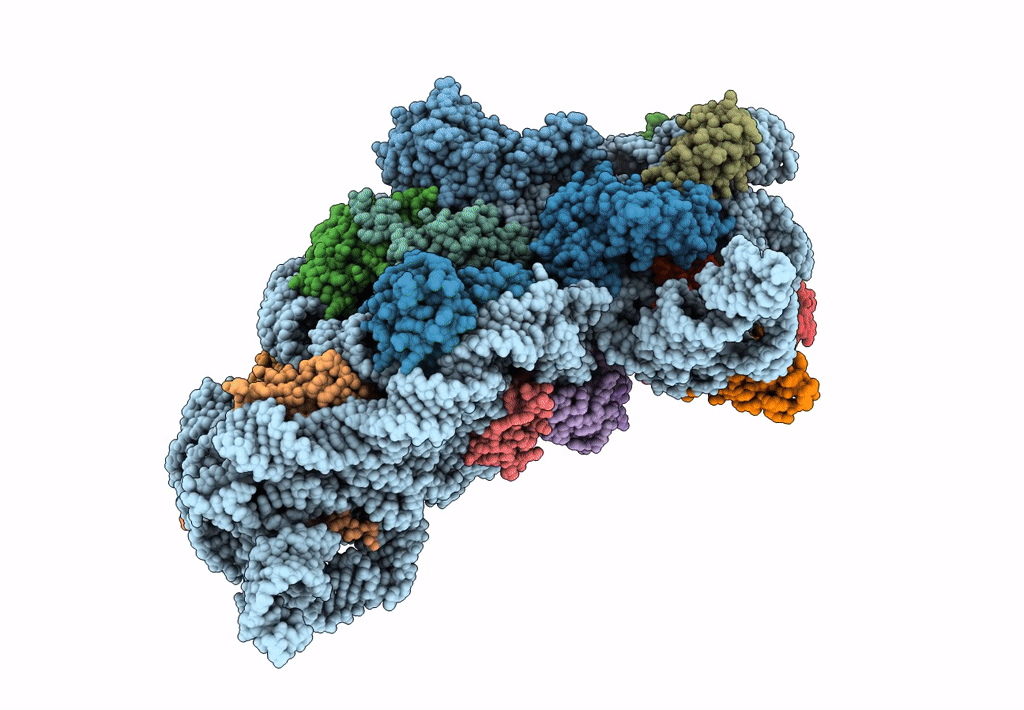 5LMN image