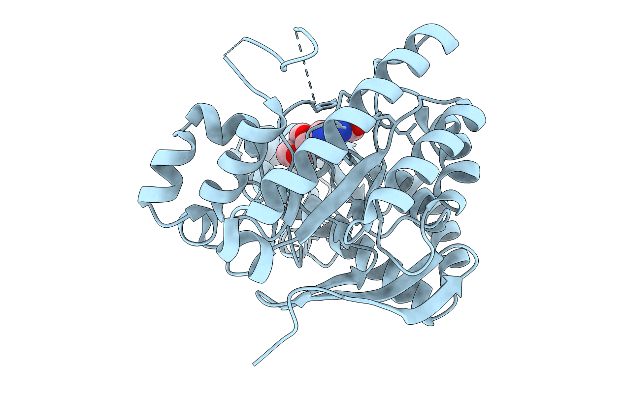 5LPP image