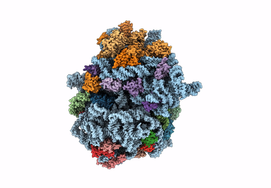 5MDV image