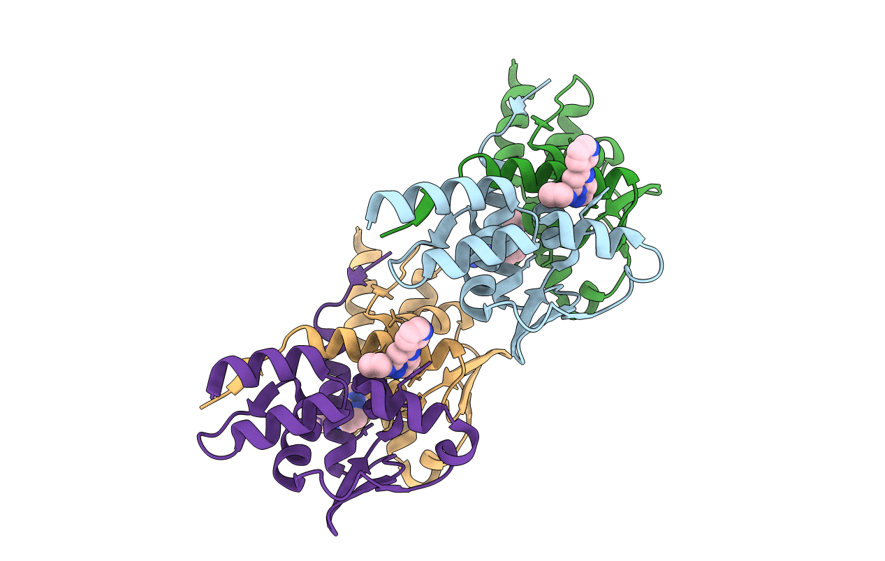 5N1X image