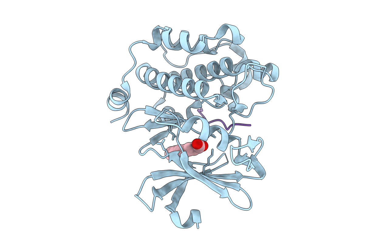 5N4O image