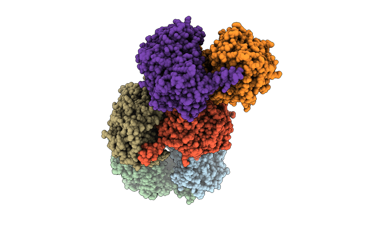 5NCC image